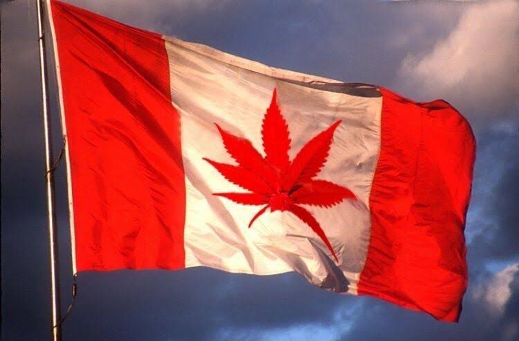 Happy Canada Day to our #cannabis-friendly neighbors up north! 
🇨🇦
#canadaday #CanadaDay2022 #HappyCanadaDay #Mmemberville #420life #IAmCannabis #mmj #canadacannabis