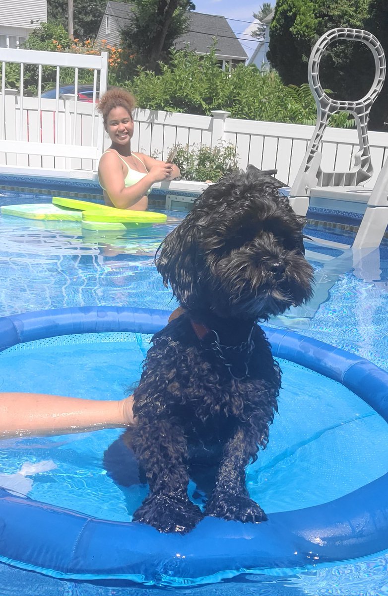 mejicuba's tweet photo. Oh he's ready for #4thofJulyWeekend #Mymilo #LhasaPoo #BigSis photo bomb! https://t.co/Xd4QEp3JeV