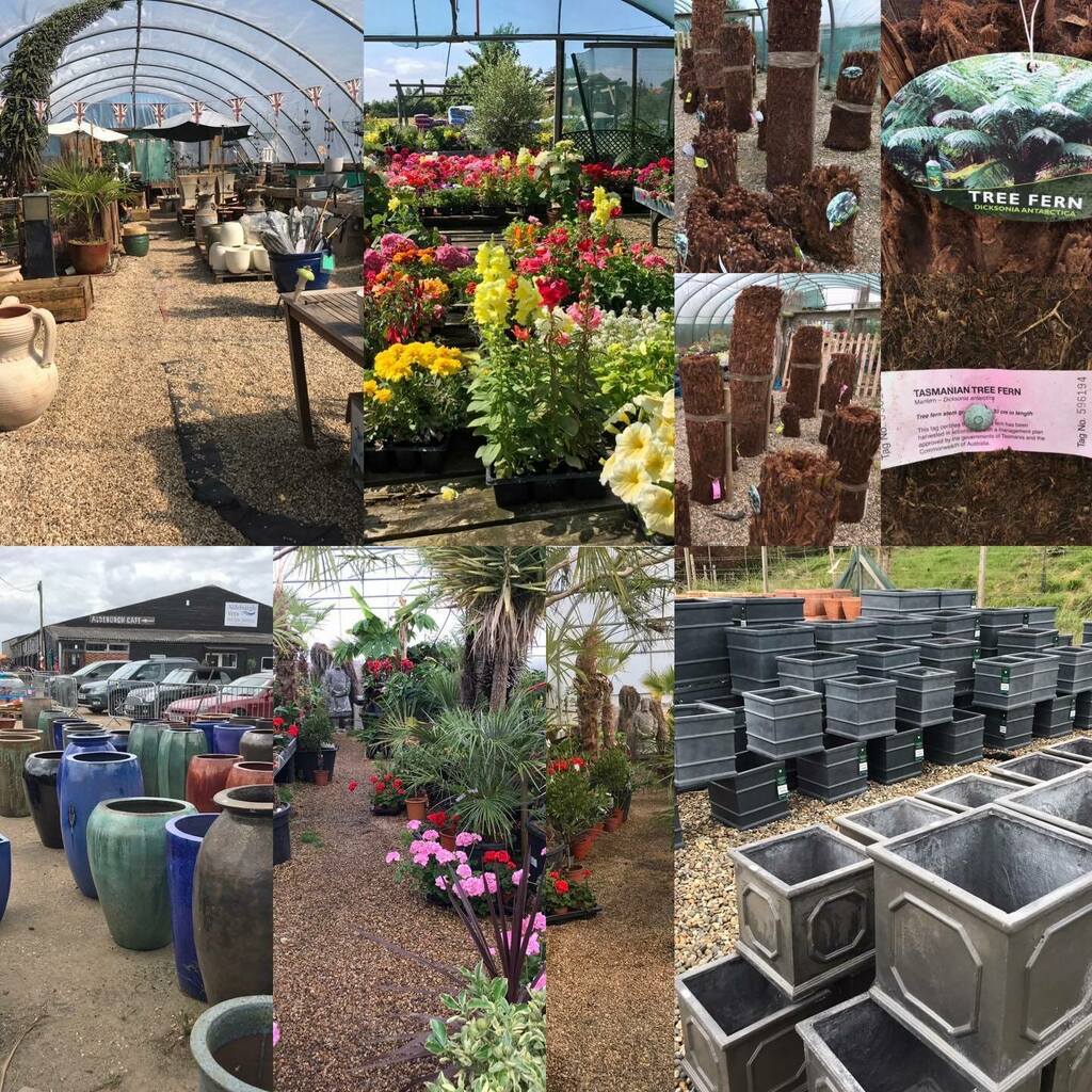 Exoticgardenco's tweet image. A great place to explore for POTS &amp;amp; PLANTS  #Aldeburgh. Open 7 days a week, 10am-4pm. #perennialplants, #citrusplants, #summerbedding, #specimenolivestrees, #largeglazedpots, #fibreclayplanters. instagr.am/p/Cfe-AfIooF2/