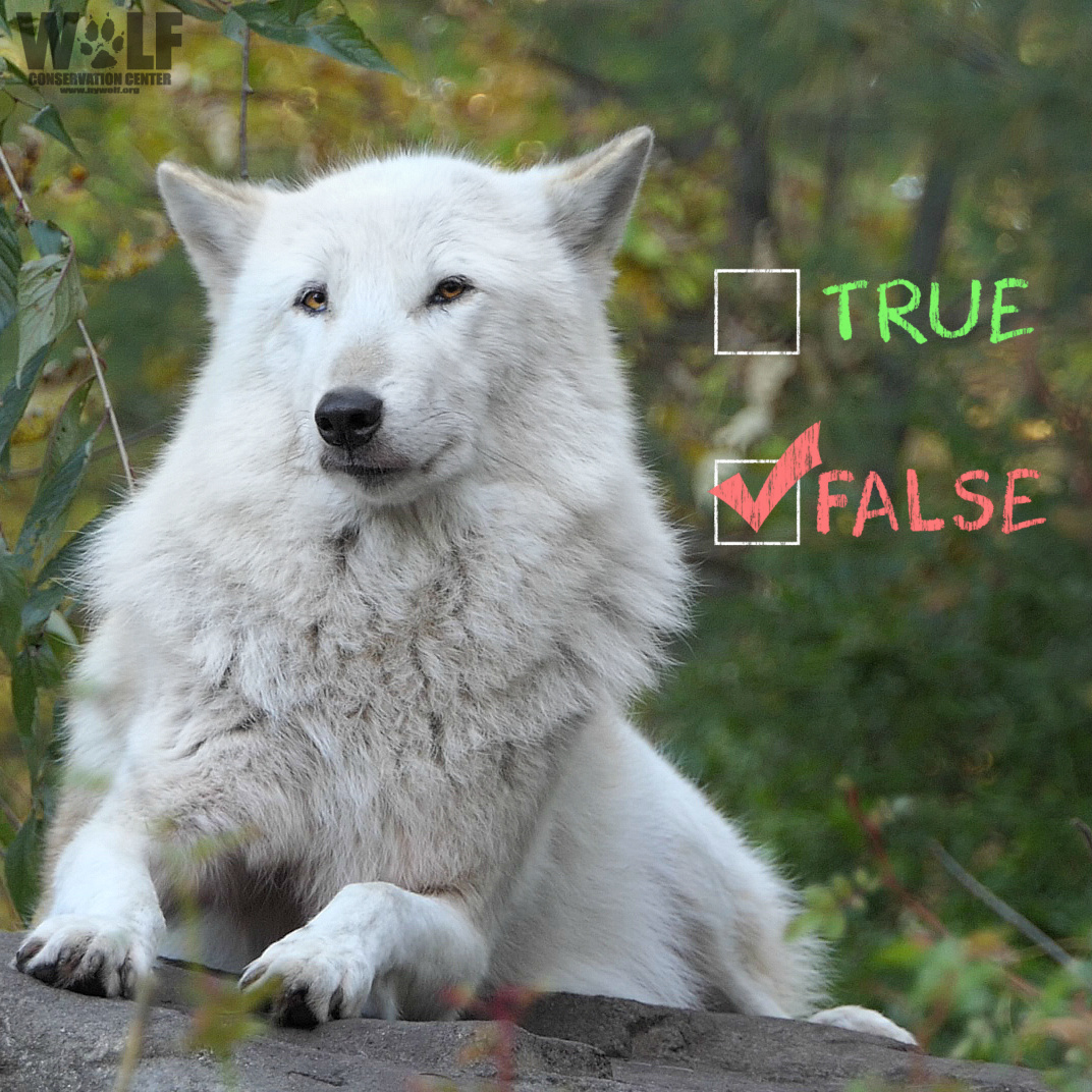 Wildlife managers often say that carnivores like wolves, coyotes + mountain lions need to be hunted to keep their numbers in check. Is this true?

Nope.

The need to “manage” carnivores is myth not supported by science: wildlifeforall.us/myth-busters/d…

Visit <a href="/wildlifeforall/">Wildlife for All</a> for more.