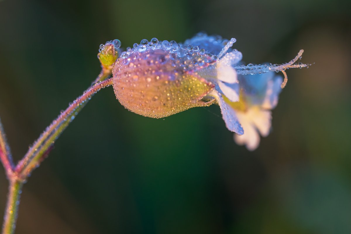 AwasosPhoto's tweet photo. Heading into the weekend like...

#raw_macro #macro_area #macro_delight #macro_brilliance #macro_world #macro_highlight
#top_macro #instamacro #nature_hippys #lightroom https://t.co/RryP1NEnGn