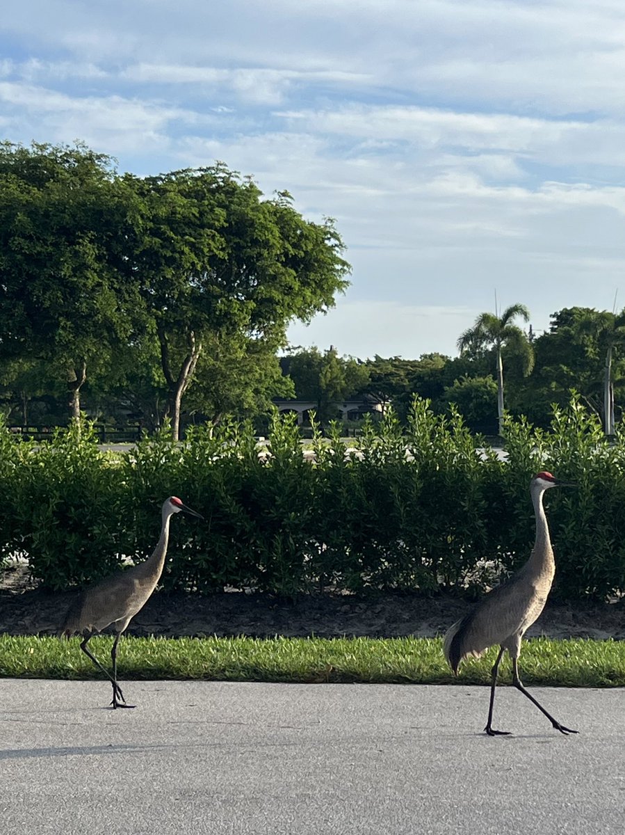 these two join me for walks every day &amp; it’s so cute