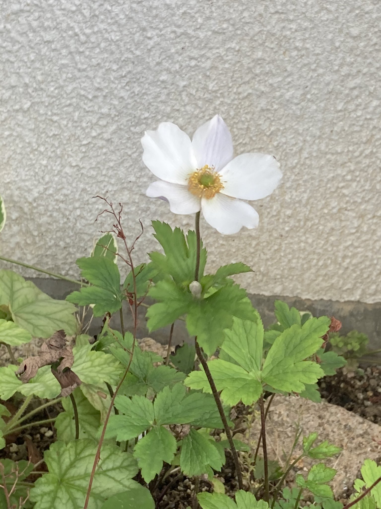 ガーデン花凛 Garden Karin Naochanniwa Twitter