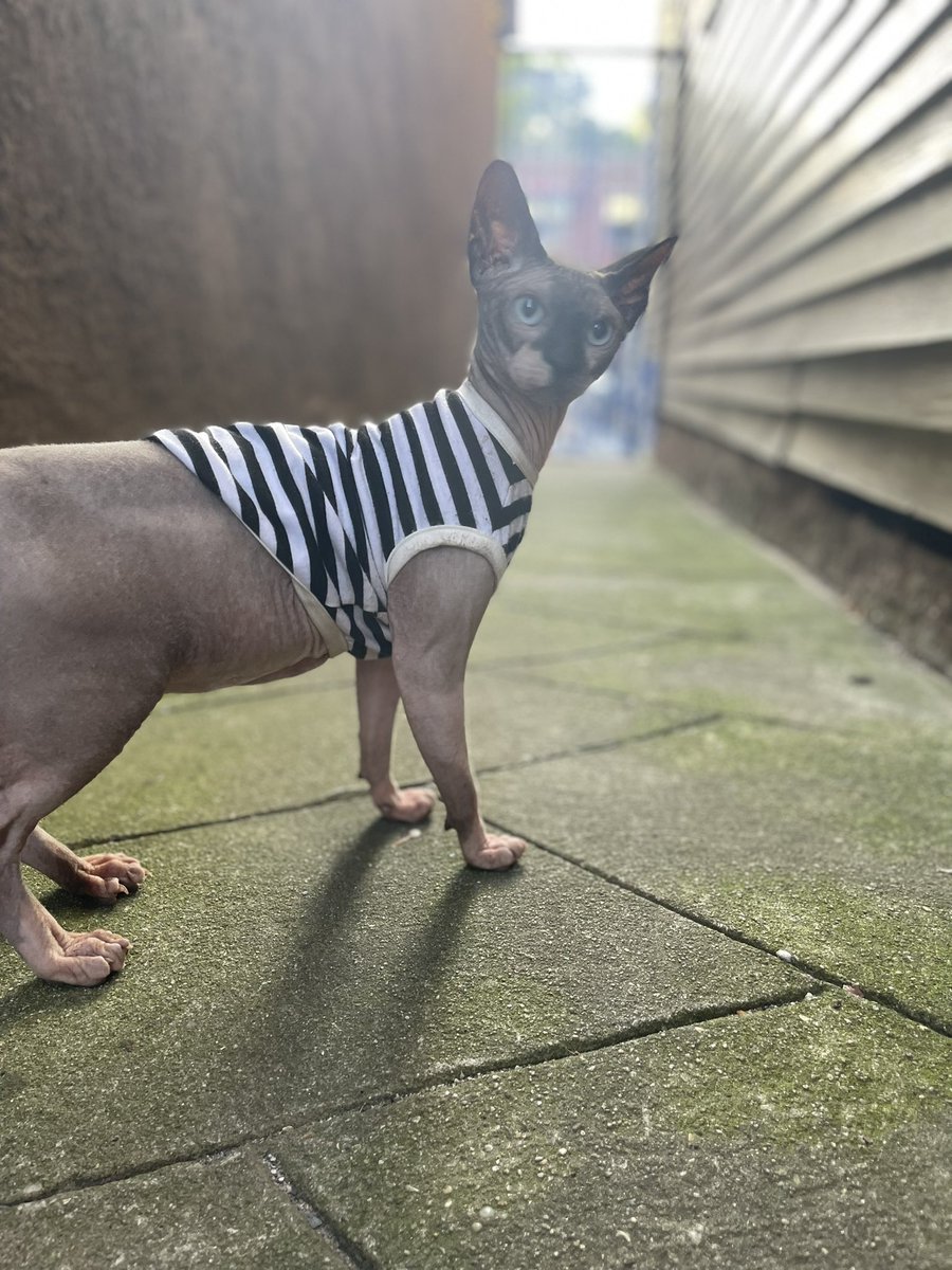 theletterkale's tweet photo. HOLY SHIT. Just remembered to change my bio. I now have THREE rescued sphynxes. Truly living the dream. Everyone say hello to Count Simon Spike Xerox Orlok of Strange Haus. https://t.co/Q6kt20Ijel
