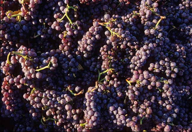 Gain access to one of our most limited and unique wines! 
 
Sign up to receive 3,6, or 12 bottles of the annual release of our Estate Trousseau Noir, set to release August 1st, 2022.  
 
Email customerservice@copainwines.com to be added to our allocation list today!