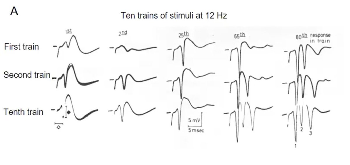 jobruusgaard's tweet photo. #singleplot is a great initiative from @leslievosshall and here's my favourite. The discovery of LTP in 1966 by Terje Lømo. "an example of a plastic change in a neuronal chain (...) which may last for hours" Notice decreased latency, implying increased synaptic efficiency https://t.co/zQxEOOLH2G