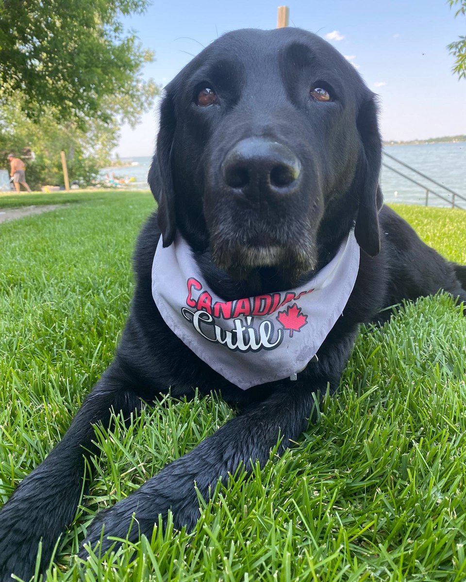 PADSk9Merlot's tweet image. #firstworlddogproblems ,posing for pics in bandanas for #CanadaDay 🇨🇦🍁 #threemusketeers #rufflife #canadiandogs #DogsofTwittter @reginapolice @PADSdogs