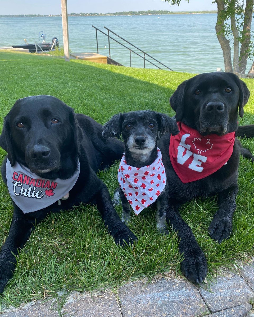 PADSk9Merlot's tweet image. #firstworlddogproblems ,posing for pics in bandanas for #CanadaDay 🇨🇦🍁 #threemusketeers #rufflife #canadiandogs #DogsofTwittter @reginapolice @PADSdogs