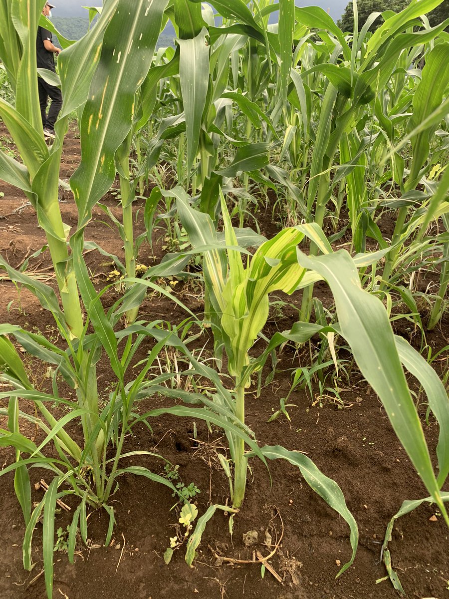 bobkemerait's tweet image. Found an old friend yesterday in the corn fields of Luzon, Philippines. Philippine Downy Mildew- Peronospora philippeninsis. Definitely a disease our corn growers in the USA don’t need. Truly an impressive pathogen and disease. UGA Extension