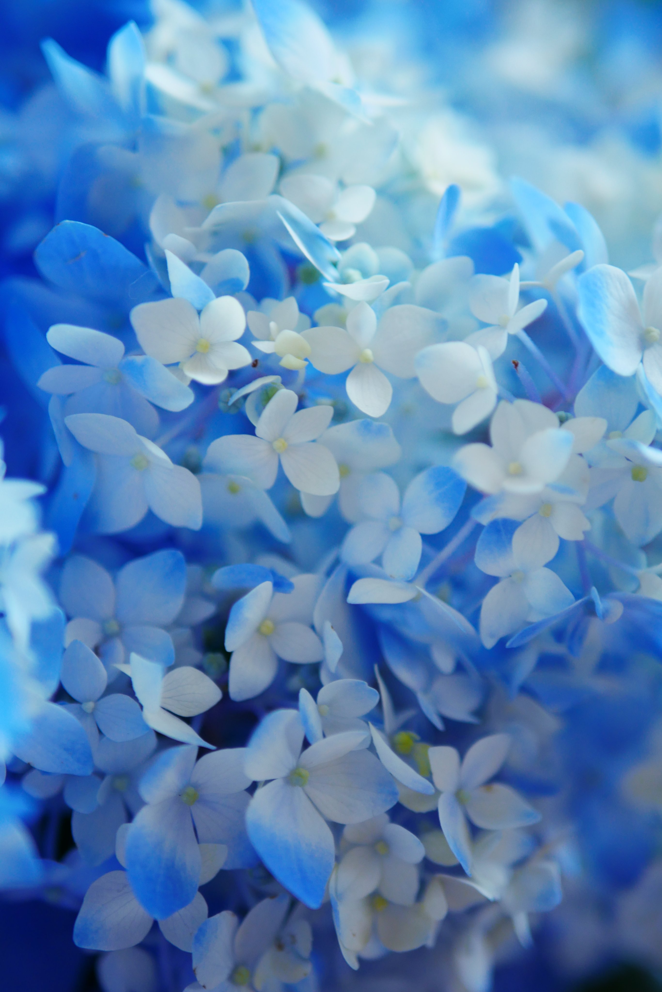 ささら 紫陽花の海 T Co K78lvw6znu Twitter