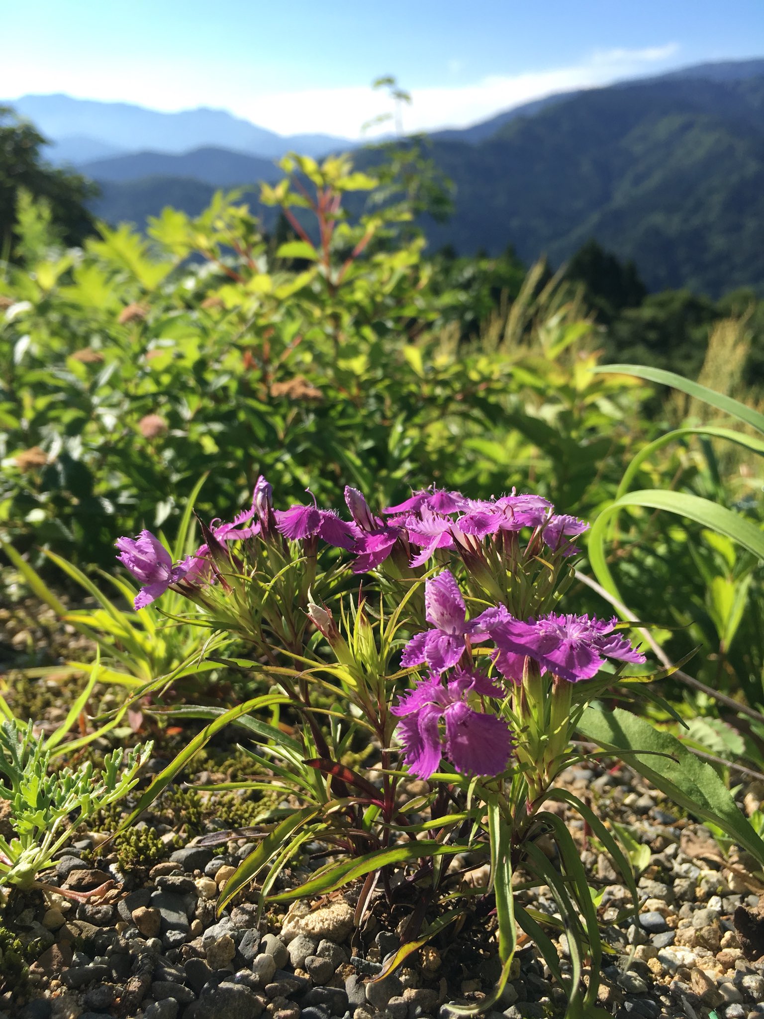 白山高山植物園公式ツイッター Hakusanmab Twitter