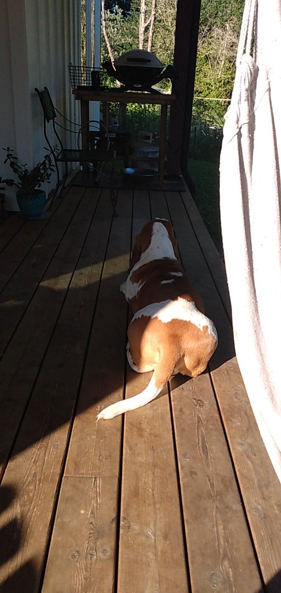 Eleeeeeaf's tweet image. I have to dogs named Gus and Bruce Gus is a Boston terrier and is 7 years old
Bruce is a basset hound who is 5 years old. There both spoiled and love any type of human food