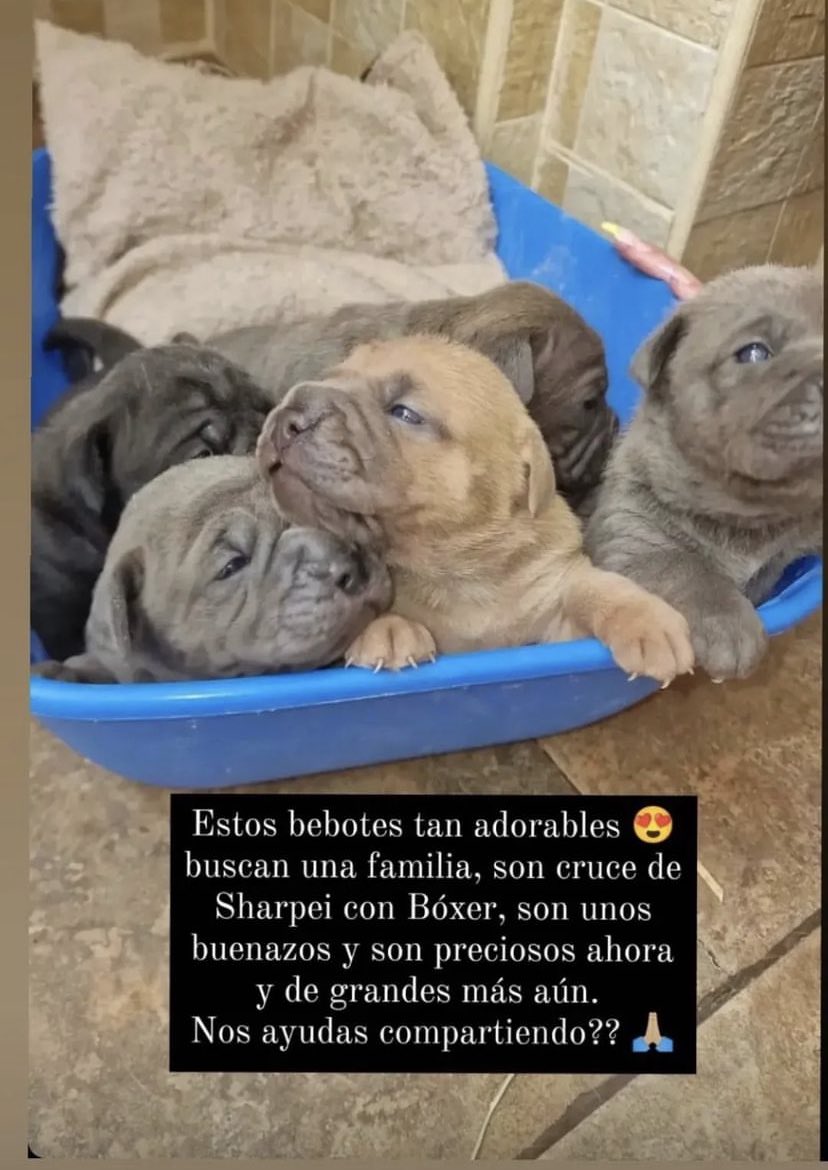 Quieres un bebé precioso