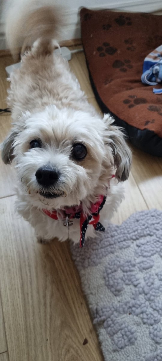 So me and Daisy the #chichon are doing <a href="/royalmarsden/">The Royal Marsden Cancer Charity</a> #60milesinjuly and she only has little legs. She did 2.6 miles on day 1 and would love if you sponsored her here facebook.com/donate/4485486… #childhoodcancer #teencancer #itsadogslife #doggielove