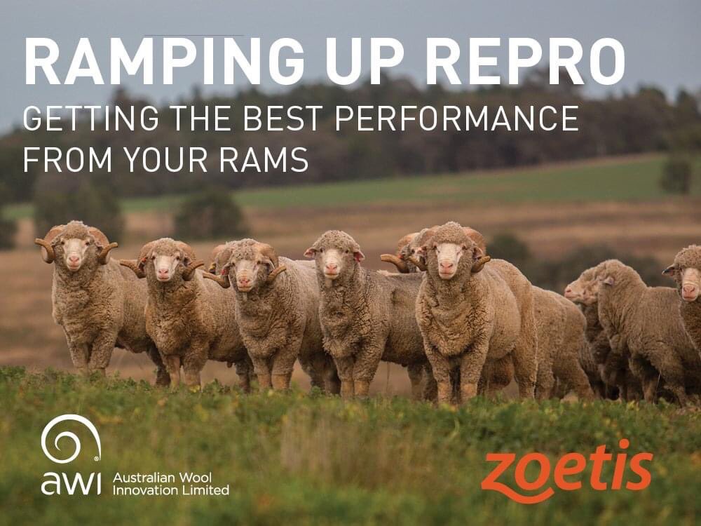 Moseswool's tweet photo. Moses & Son are proud to be an event partner of two upcoming #RAMpingUpRepro's with @woolinnovation & @sheepconnectnsw in #Young & #Barmedman!
More info & to register ๐:
YOUNG - https://t.co/IvSKG0l7Ey
BARMEDMAN - https://t.co/Z65fm4GJmz https://t.co/hMtHhimrwj