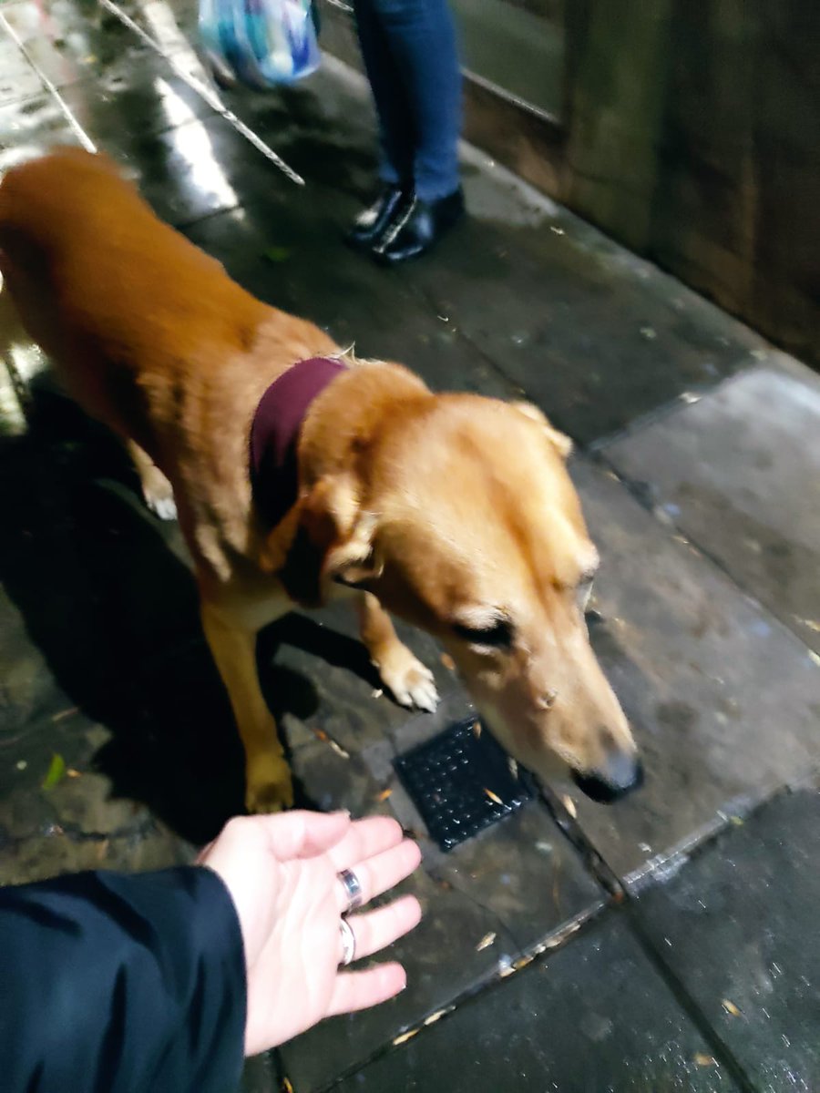 cigicnt's tweet image. @scalandra nos dan una mano difundiendo las fotos de este perro q deambula por zona Larralde y Miller?