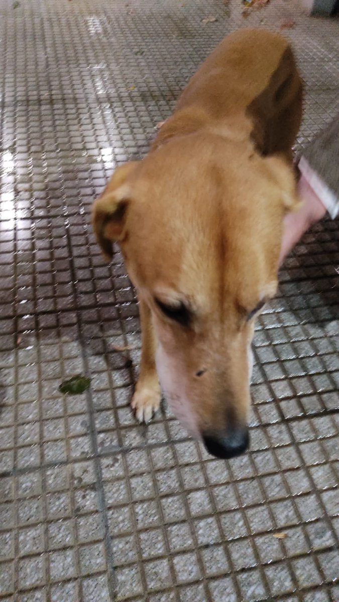 cigicnt's tweet image. @scalandra nos dan una mano difundiendo las fotos de este perro q deambula por zona Larralde y Miller?