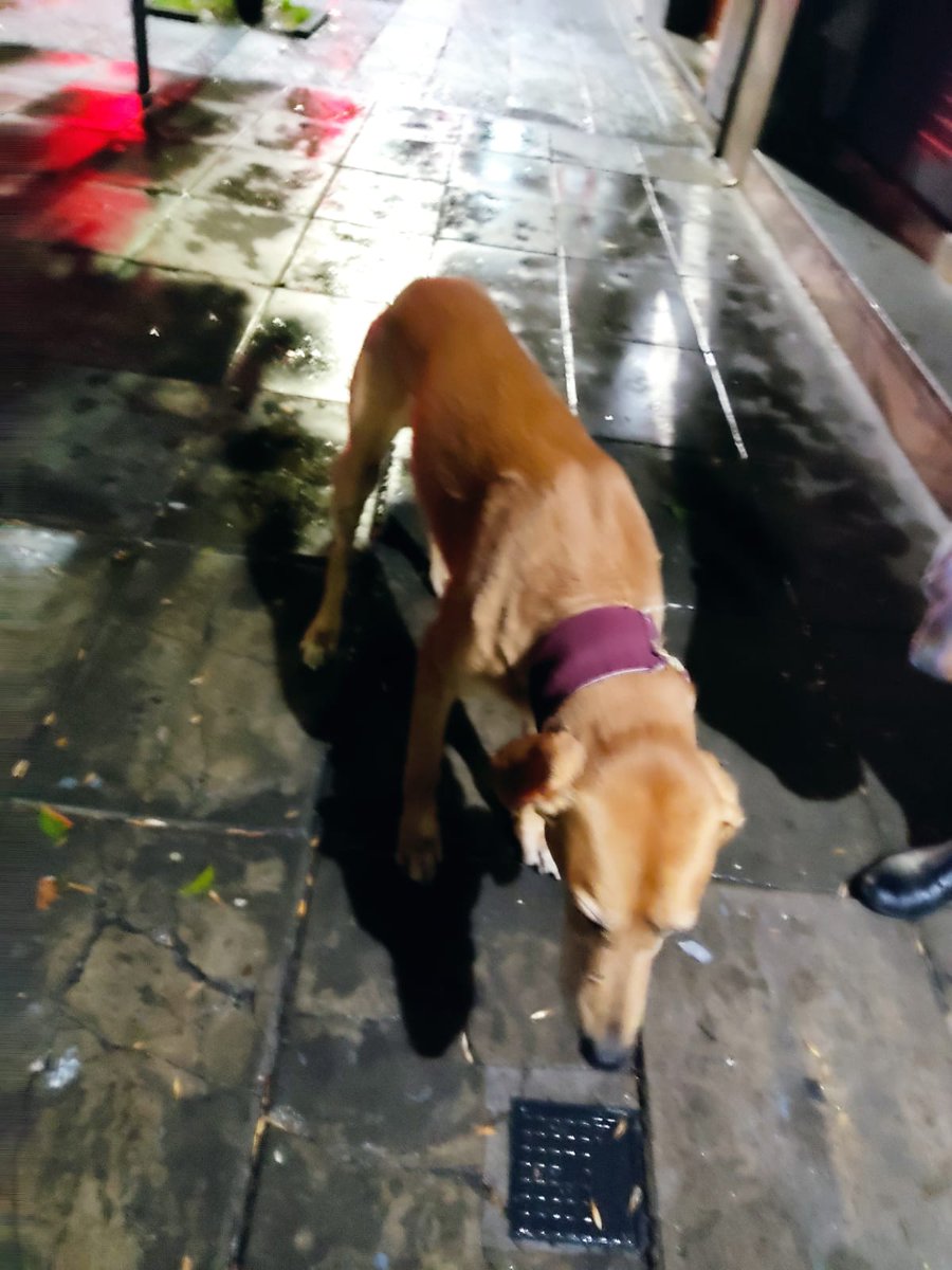 cigicnt's tweet image. @scalandra nos dan una mano difundiendo las fotos de este perro q deambula por zona Larralde y Miller?