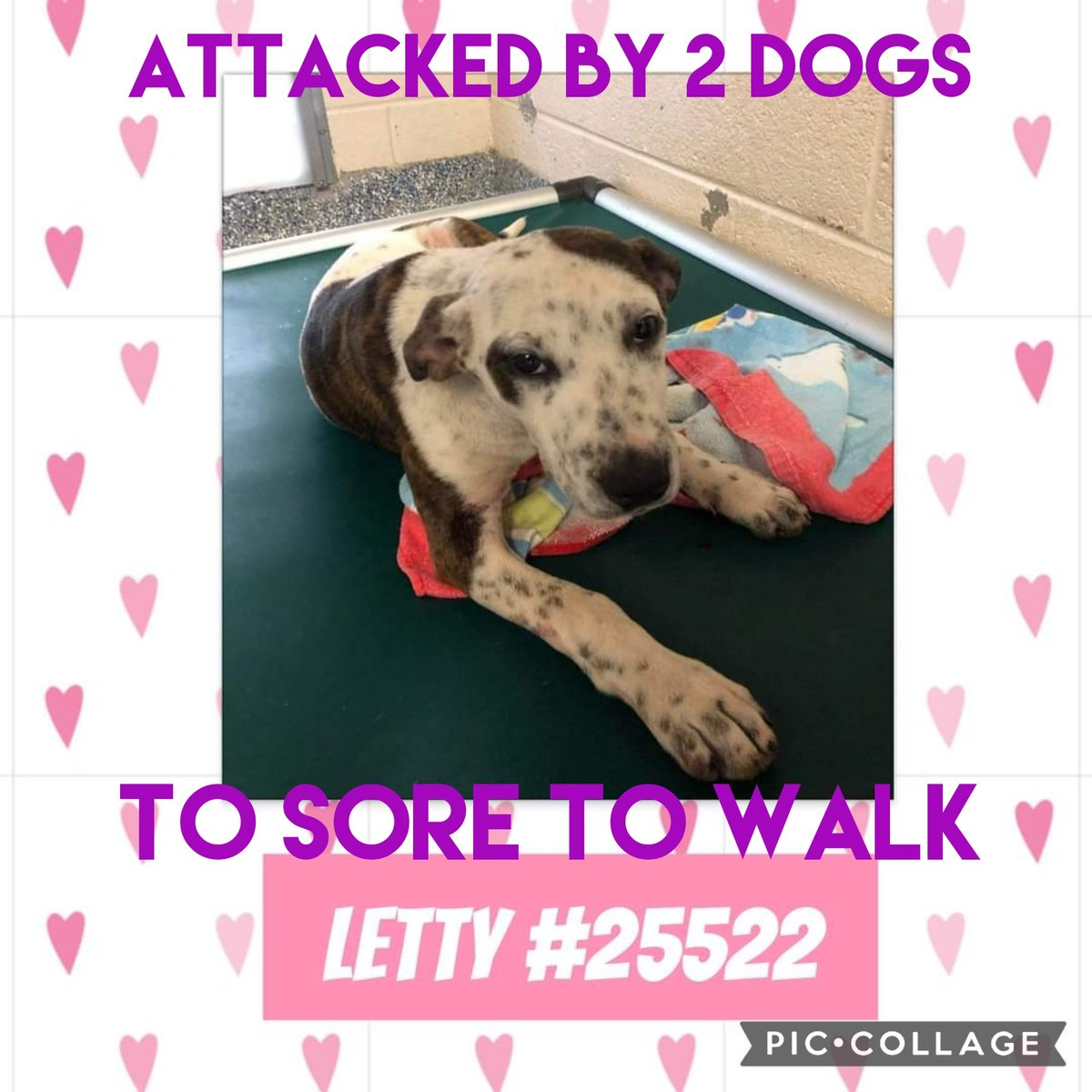 carawil17888192's tweet photo. PUPPY ALERT!! **ATTACKED BY 2 DOGS**

LETTY
# 25522
American Bulldog mix
female
4 mos old
17 lbs

STRAY attacked by 2 dogs. Only a pup dumped and left to fend for herself. Letty deep punctures from attack.   She is so sore she isn't walking much.  

HEARD CNTY AC Georgia https://t.co/fF9e5URYKc