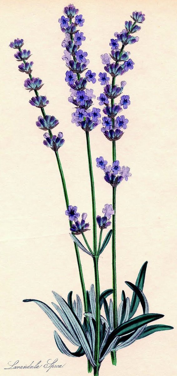 Aujourd'hui, nous sommes le quartidi 14 messidor, de l'année CCXXX du calendrier républicain, jour de la lavande.