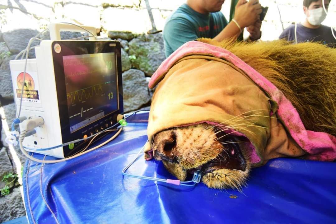 InformaTV_'s tweet photo. #Nacionales || 
"Leo" el león africano que llegó al ex zoológico Nacional hace 14 años, falleció este día debido a la insuficiencia renal y hepática que padecía, así lo confirmó la @SecPrensaSV

Esta enfermedad se agravó al ser alejado de su ecosistema. Descansa en paz abuelito. https://t.co/WKP7b4YBFD