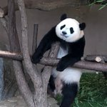 ツイートに含まれる画像