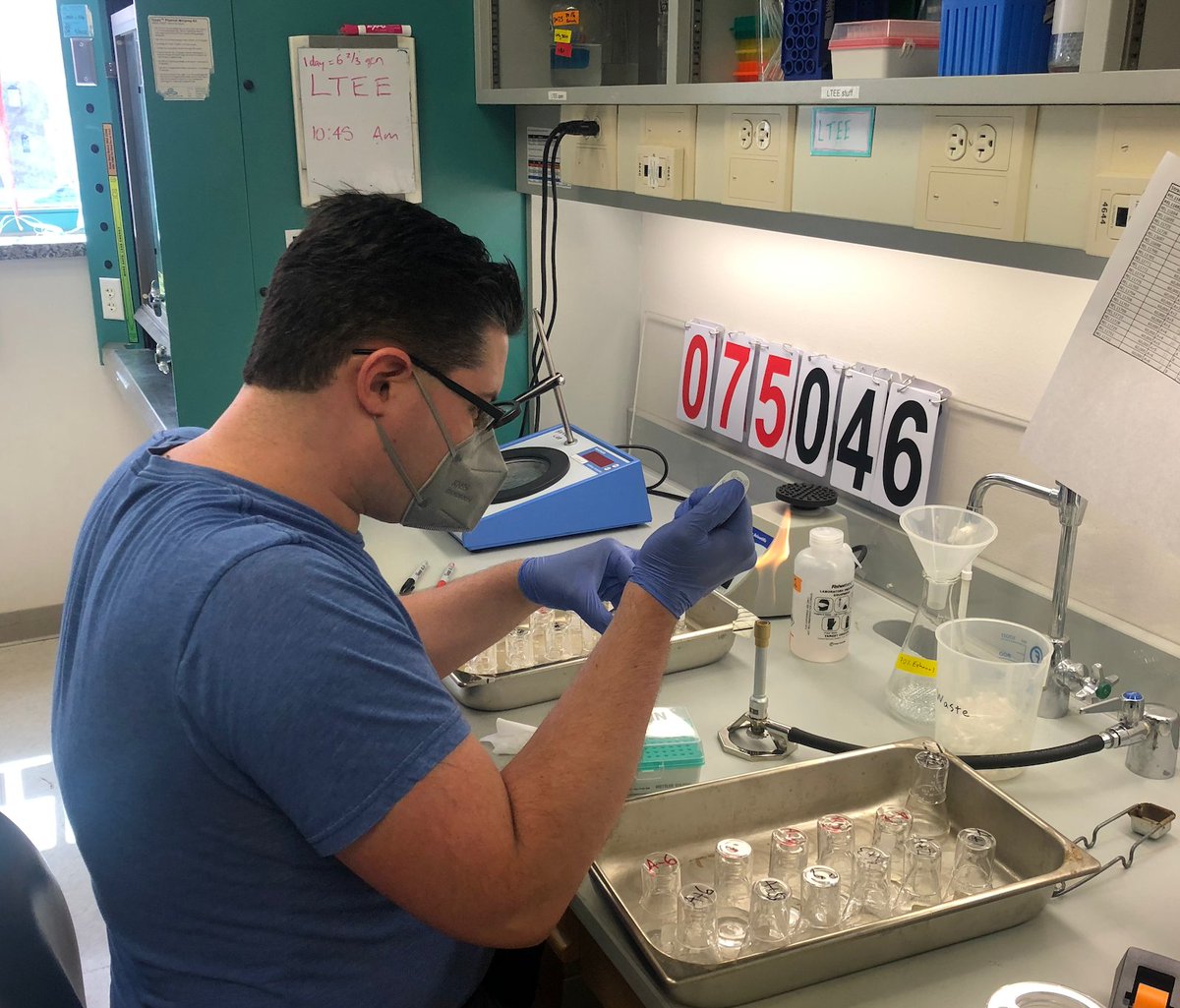 This week Emmanuel Chavarria and Isaac Gifford performed their first #LTEE transfers. Isaac will be coming in to keep the E. coli evolving on the July 4th holiday.