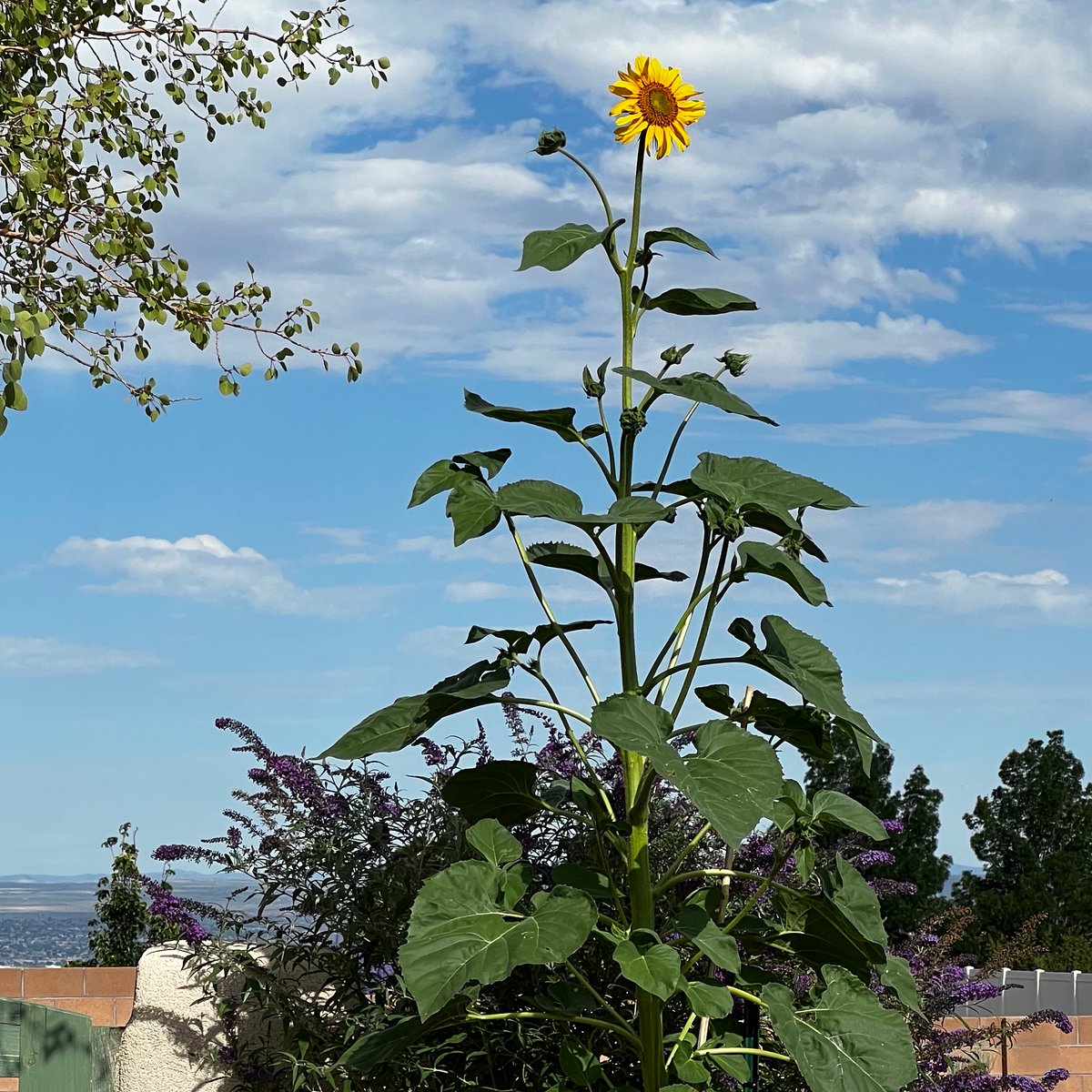 A volunteer sunflower from last year!  #abq
