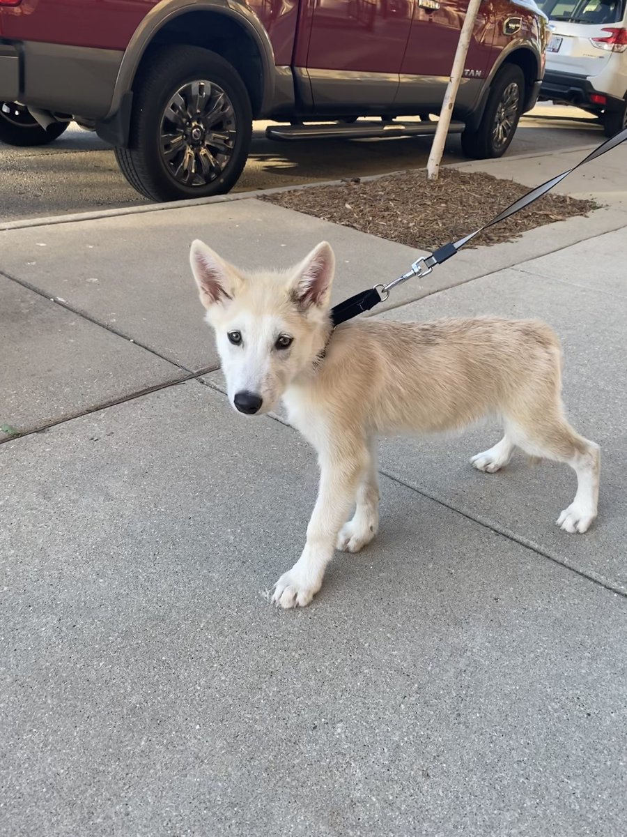 Stopped a guy to tell him his pup was cute and asked him what breed. He corrected me with, “he’s actually a wolf.” 😳

You’re wild, Wisconsin. Literally. 😂
