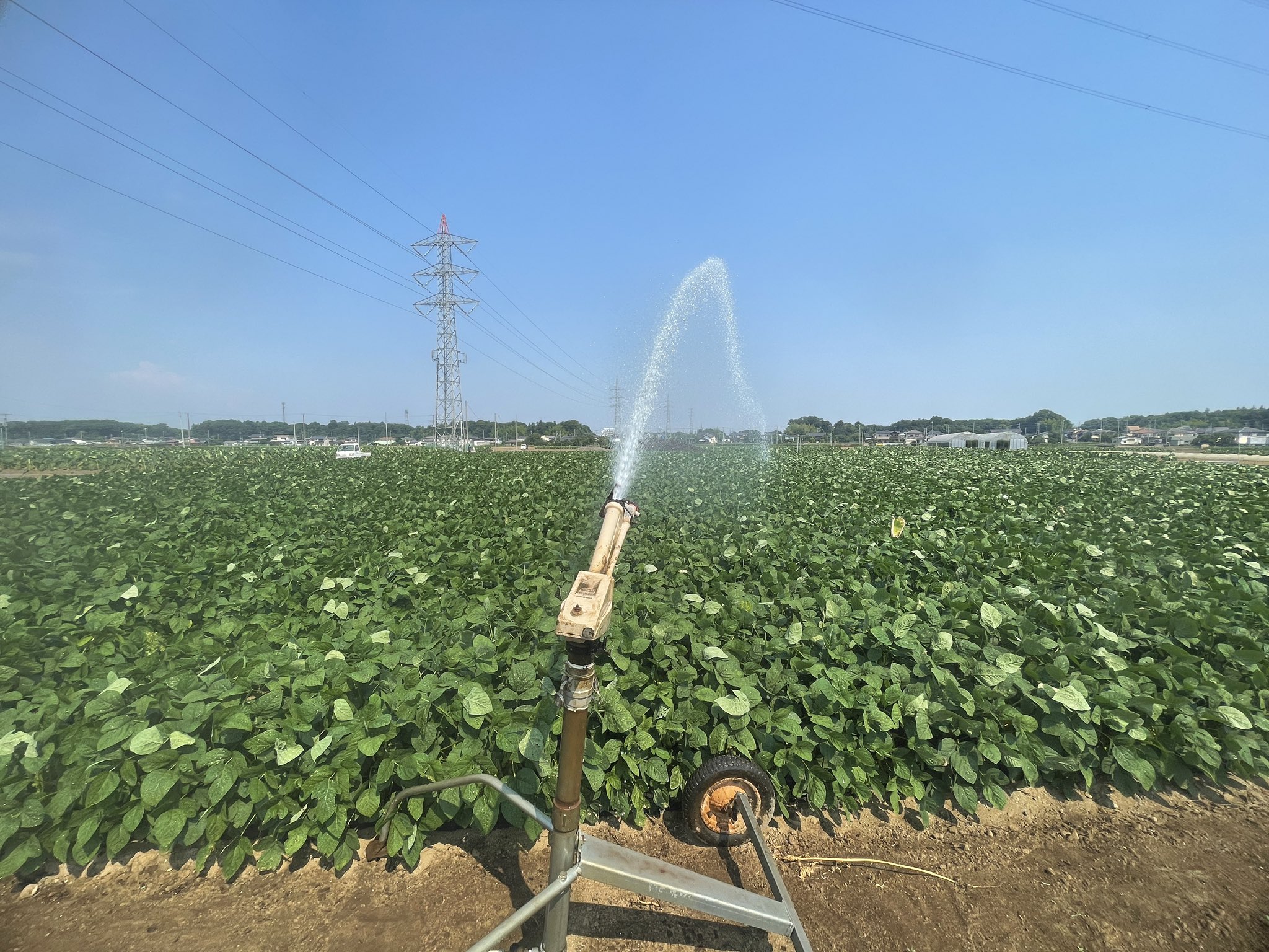 おれち 農業 Nft Mzdao埼玉リスト作成中 里芋 ネギへの水くれがひと段落したので枝豆畑にも灌水 熱すぎ乾き過ぎですなぁ 来週からの雨に期待です T Co Gtjqnmo3vi Twitter