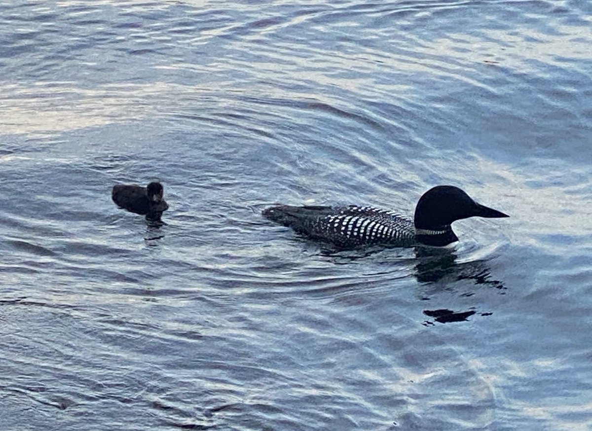 warrior781's tweet photo. Lake life 🐟  #loons  #maine  #vacationland https://t.co/T387Y5YLj0