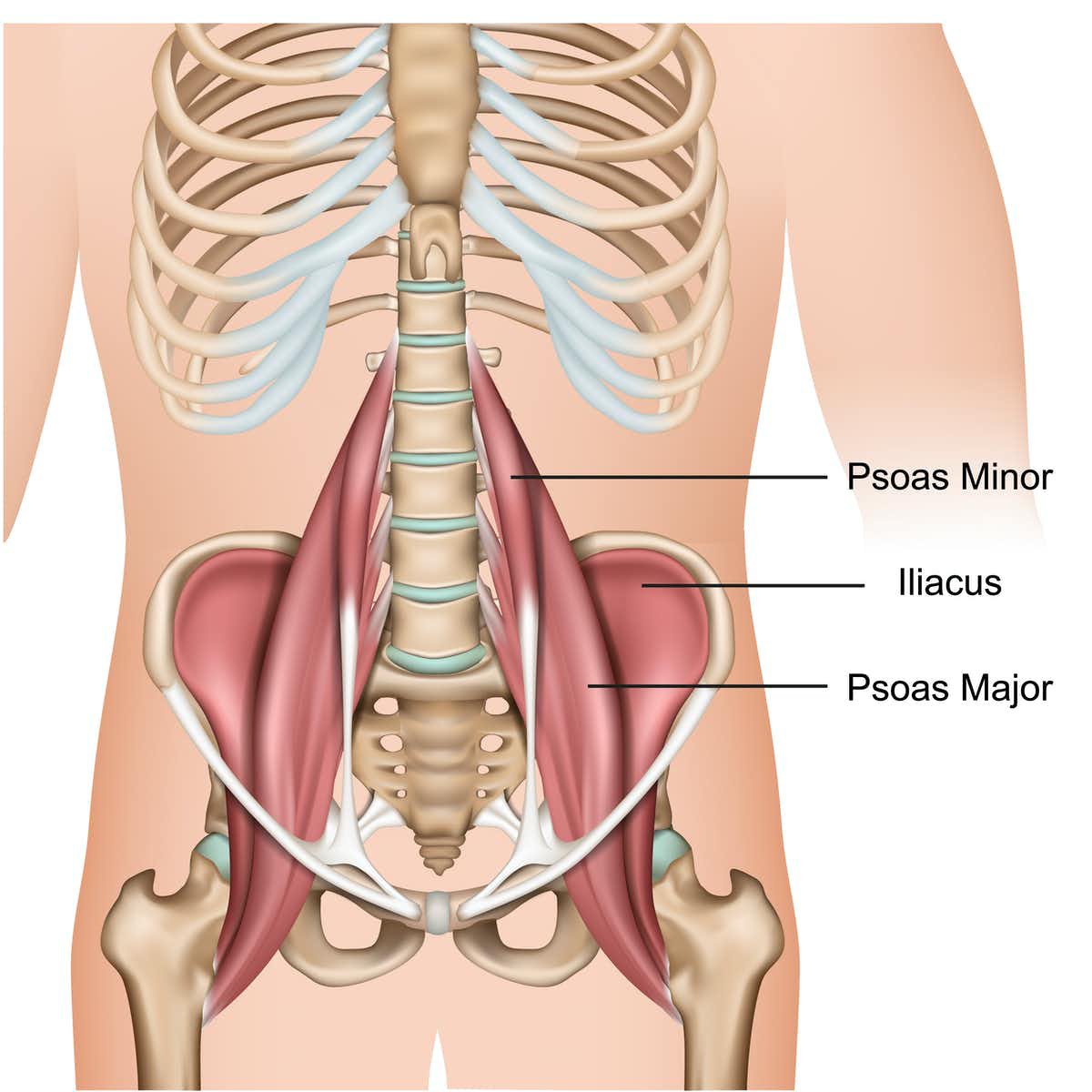 Tkarera's tweet image. Hip flexors get weak when we sit too much – but simple stretches &amp;amp; strengthening exercises can leave you less stiff. #Hipflexors are the powerful muscles located at the front of our hip:  psoas major,psoas minor &amp;amp; iliacus theconversation.com/hip-flexors-ge… @ConversationUK  #exerciseheals