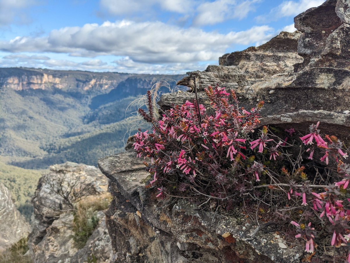 RevHappiness's tweet photo. Went for a bushwalk recently (stupid walking for stupid mental health) and the view was awful.
1/10 Don't Recommend 
#Bushwalk #LockleysPylon #BlueMountainsAustralia #GoOnGetOutThere #YesIAmBeingSarcastic #ThoroughlyRecommendThisWalk https://t.co/5FdsSlT4tP