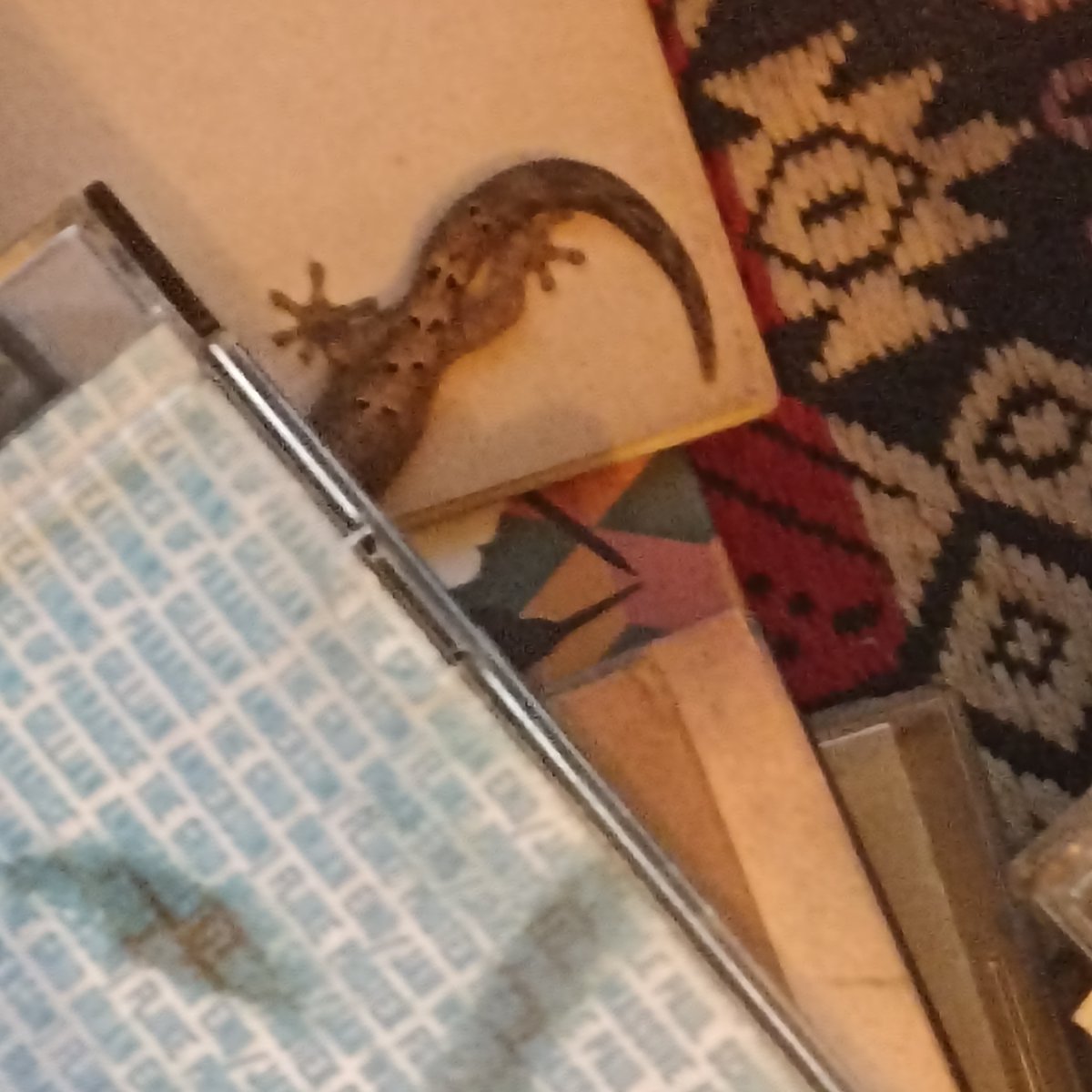 zona_arcadia's tweet photo. ¡A ver!

¿Cuántos pueden alardear de tener un dragón en casa?

#Tuqueque https://t.co/DsjEm7U8LY