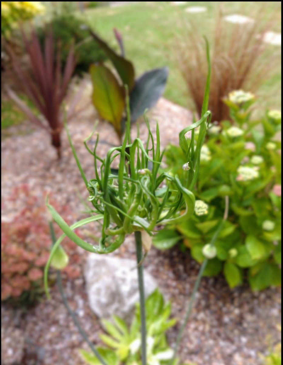 AVFCbrownie's tweet photo. #GardenersWorld #gardening 👍 https://t.co/HLHHlBhduk