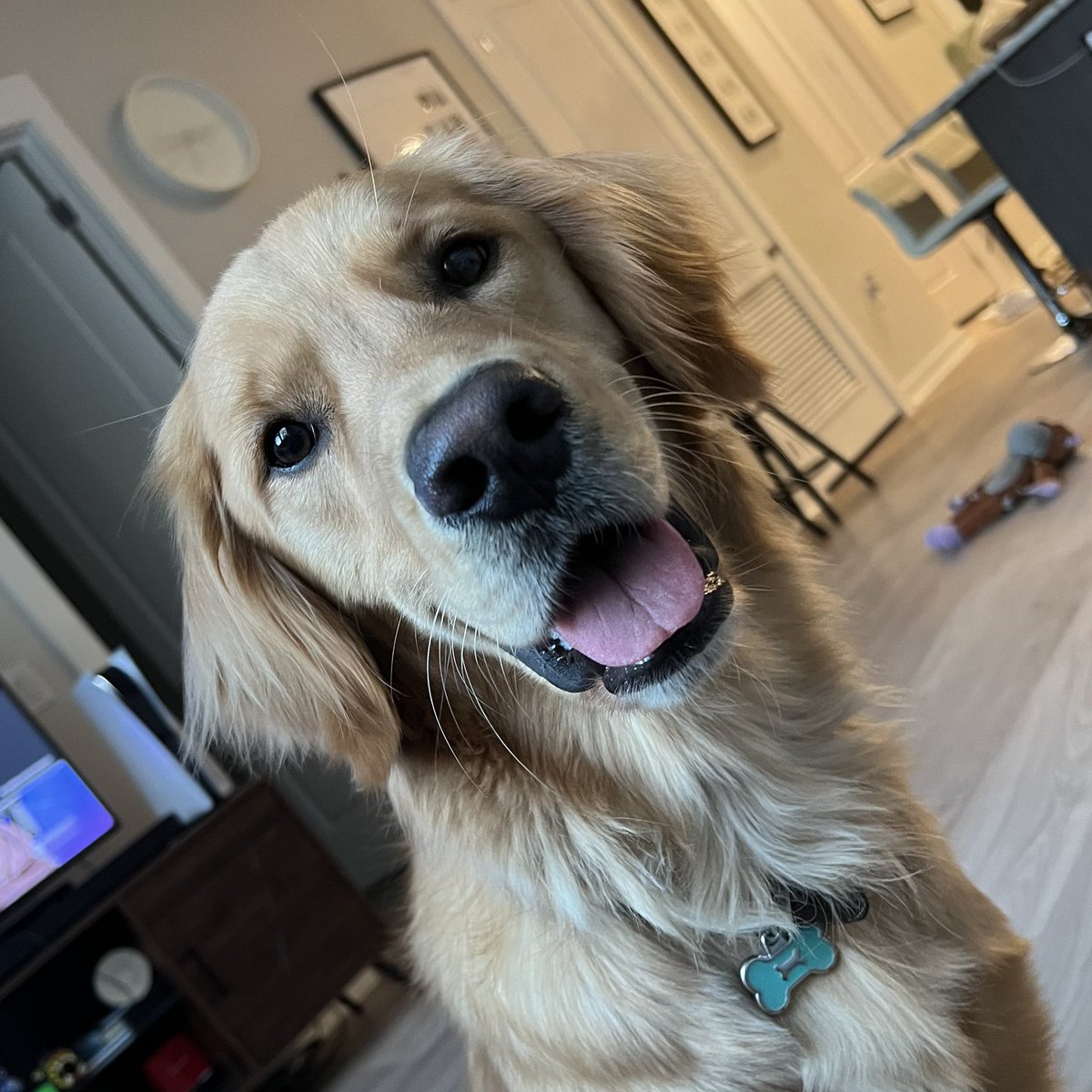 mib_burner's tweet photo. All the pandemic pups are turning 2 years old 🥲 … the kenji evolution https://t.co/xMdm1Vyv9R