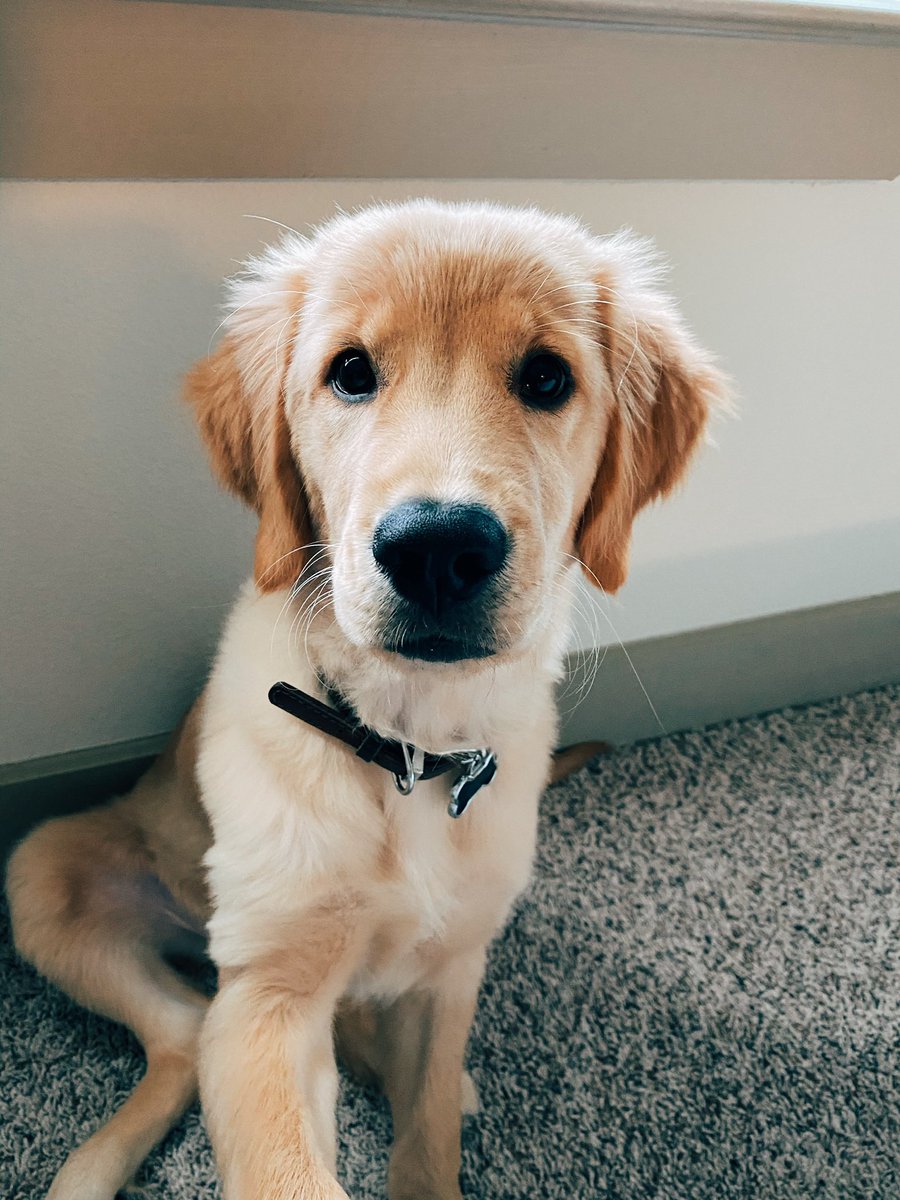 mib_burner's tweet photo. All the pandemic pups are turning 2 years old 🥲 … the kenji evolution https://t.co/xMdm1Vyv9R
