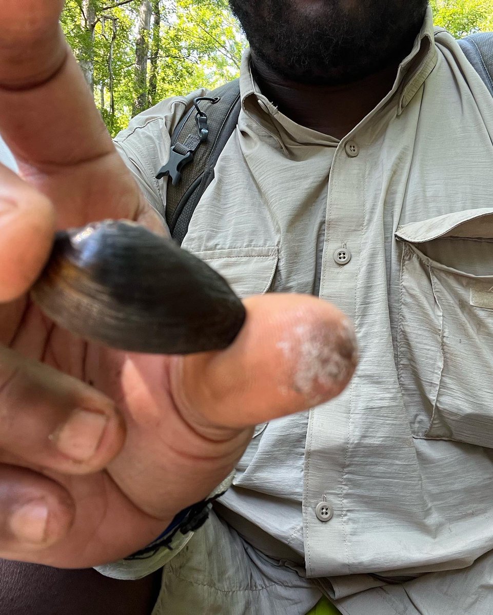 Let me Flex my Mussels!!!, Great day in the field surveying for Freshwater Mussel. I never pictured myself  snorkeling as a part of my job!, but now I can say  I mussled it  😂!  
All mussels handled under permits
#fieldworkfriday  #technique #BlackinNature #blackinWildlife
