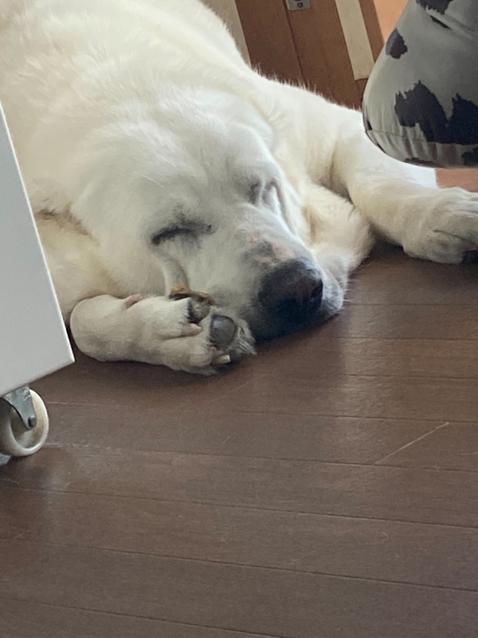 تويتر 伊豆熱川温泉 いちごらんど 中西 ペット可能な観光農園 على تويتر 暑さのあまり 昨日から1mも動いてない極厚毛布犬 モッフモフ 暑いから涼しい1枚を貼ろう 暑いから更に暑くなれる1枚を貼ろう T Co Efrccgot
