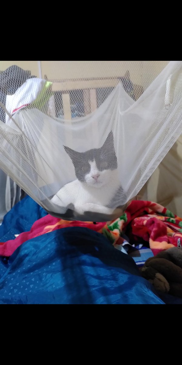 Sarah Banet-Eugene tweet media