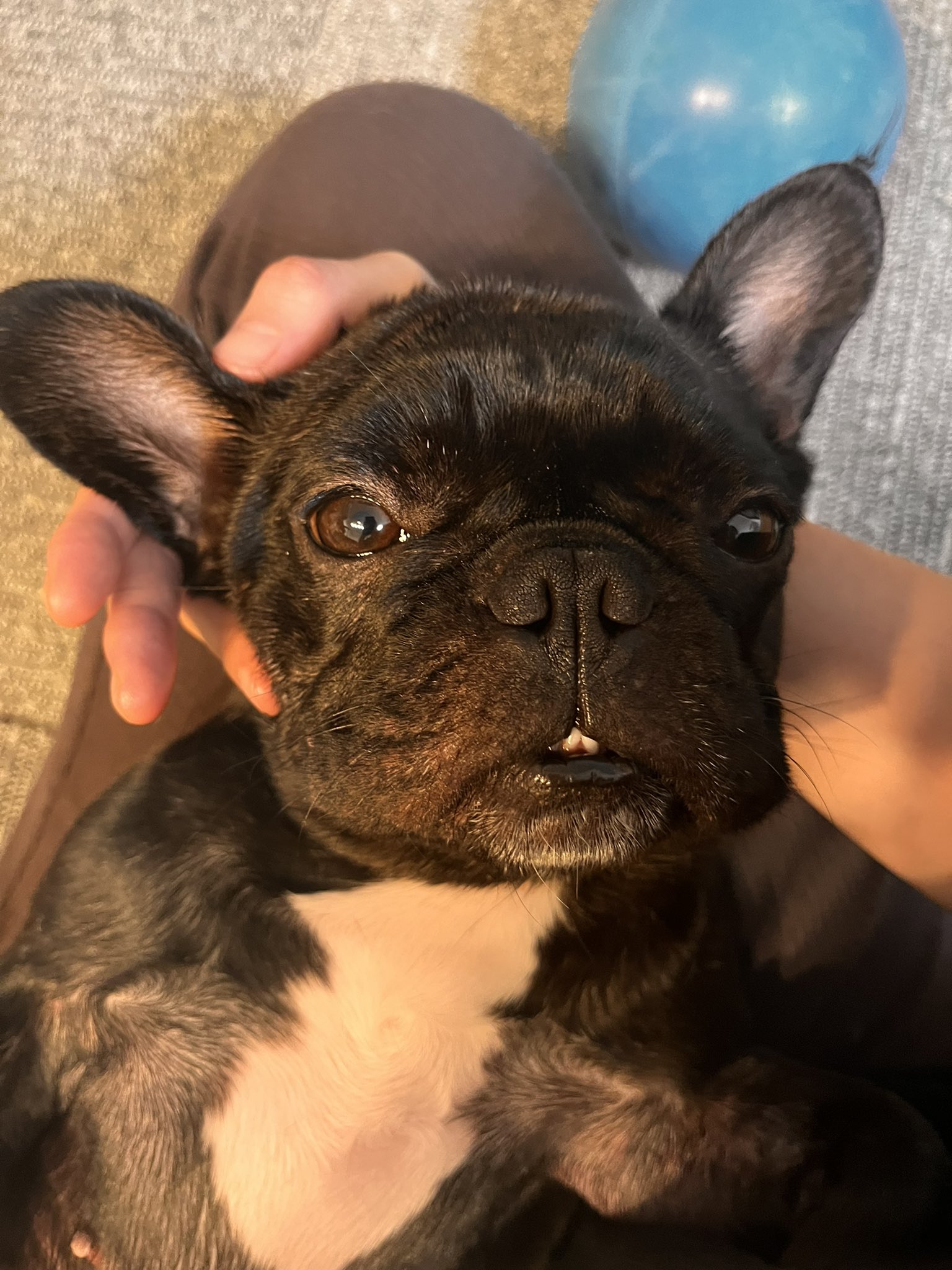 フレンチブルドッグohana 朝からアロママッサージでトロンとしてるオハナです 歯でてるよ笑 フレンチブルドッグ Frenchbulldog 犬のいる暮らし T Co 0uazvb2p2e Twitter