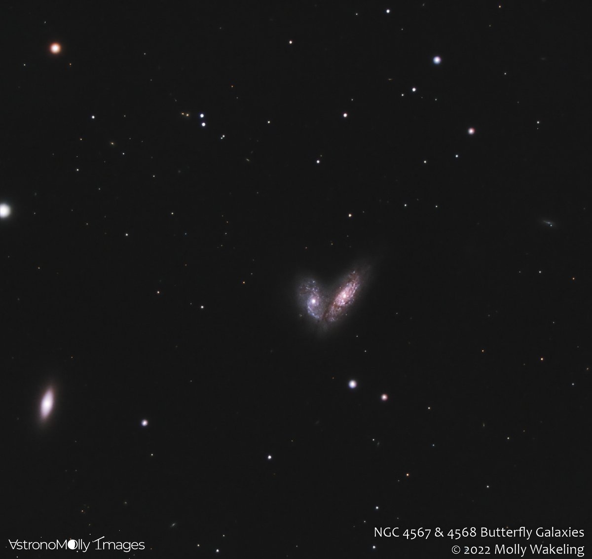mollycule509's tweet photo. The Butterfly #Galaxies! 60M lightyears behind Virgo. Yes they are actually colliding! 9.5hrs of images from my Ohio backyard; 8-inch reflector, cooled astro cam, light pollution filter. Details: https://t.co/ayN91HF7nj 
#space #astronomy #astrophotography https://t.co/tUgRMtS1Dc