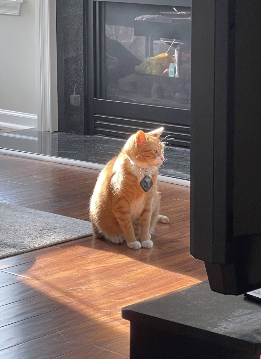 i am absorbing the son and growing stronger