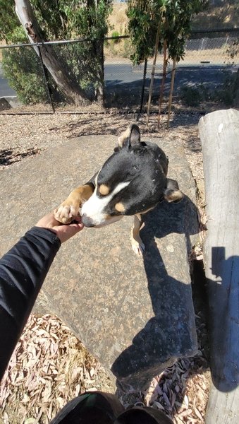 AdoptCCAnimals's tweet photo. #Dog #Damara_CCSTCA_01 Damara is so smart she knows some tricks and the cutest one is definitely "paw"  https://t.co/9uN5U9L13m https://t.co/Jqj0PWZVnl