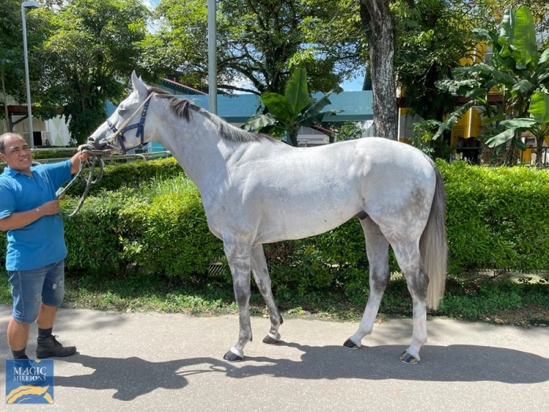mmsnippets's tweet photo. Malibu Beach runs in the opening race at @SGTurfClub Kranji today. He will be up for sale on Magic Millions Online next week. A great opportunity for Singapore owners and trainers to get a race fit, proven winner in their stable! The good looking grey is Lot 1 next week! https://t.co/USgpKcn1Uw