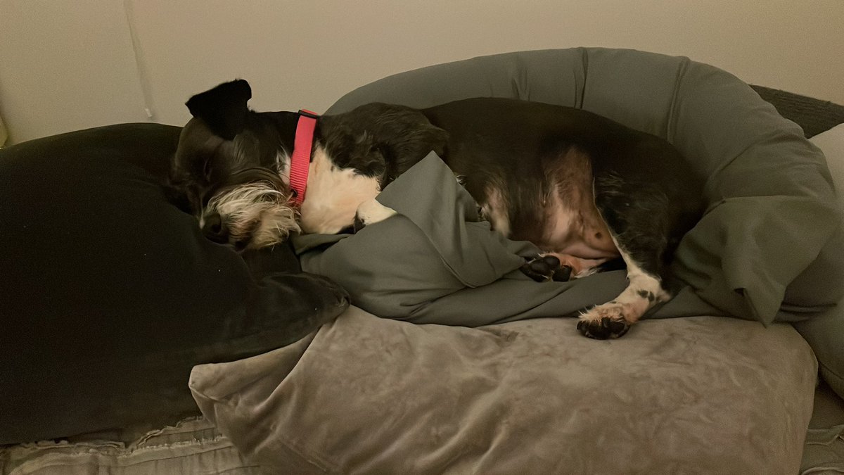 dralulusousa's tweet image. Esta es la definición de no tener un solo problema en la vida! Buenas noches 🌙💤 #perritosrescatados #AdoptaNoCompres