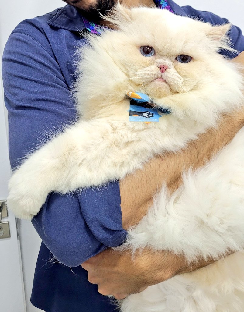 GatoQuantico's tweet photo. SΓ³ pra deixar explΓcito (ainda mais) meu amor por gatineos π₯°π±π
#Catover #Cute #CatsOfTwitter https://t.co/GLgUZRxHRy