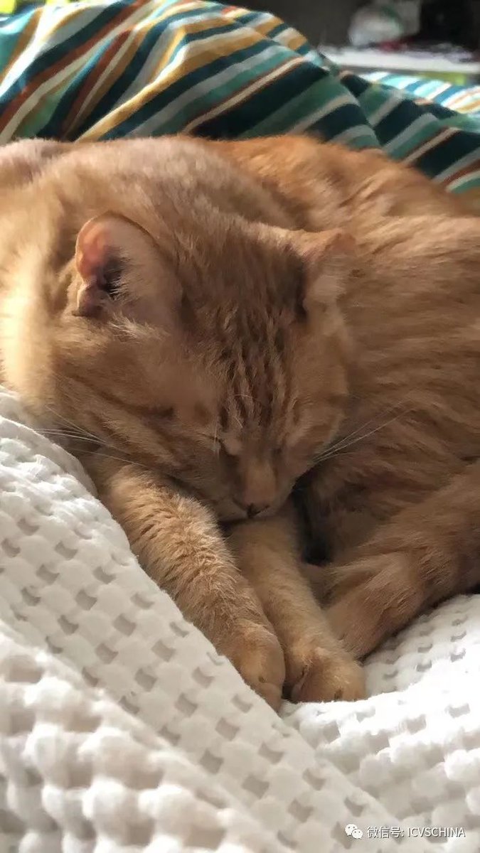 ICVS Animal Hospital tweet media