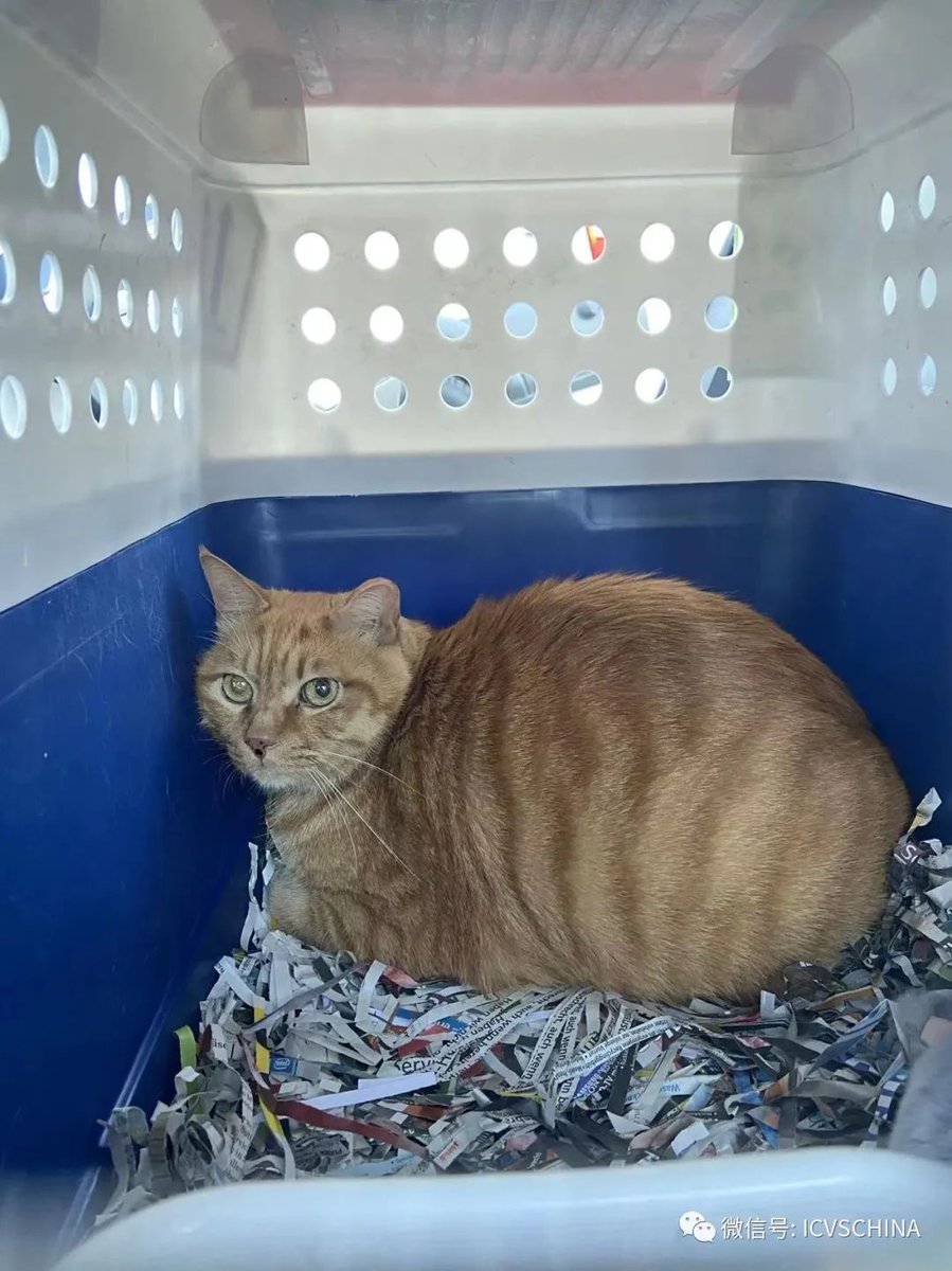 ICVS Animal Hospital tweet media