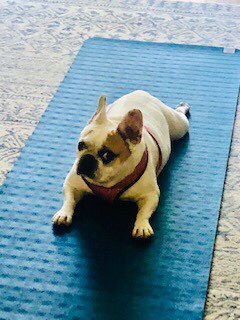 Apparently I have interrupted her yoga session. #frenchieyoga